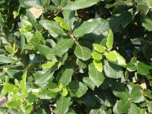 Quercus ilex 2