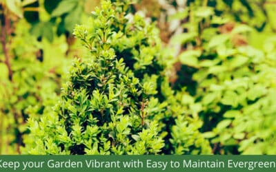 5 Evergreen Hedges to Keep Your Garden Vibrant
