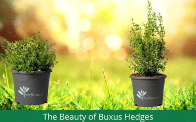 The Beauty of Better Buxus Hedges