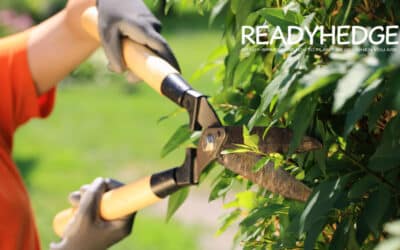 5 Important Tips for Trimming Hedges