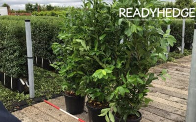 A Guide to Laurel Hedging