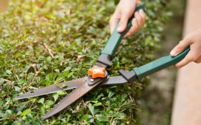 Spring care for your Hedges