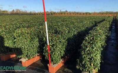 Incredible Benefits of Instant Hedges