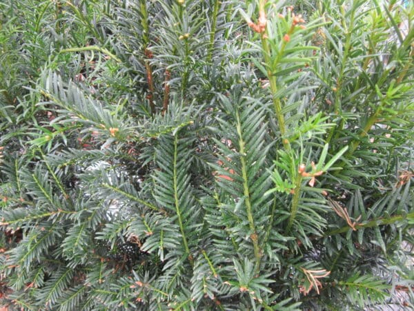 Taxus baccata foliage