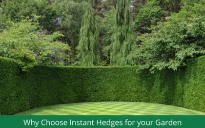 Why Choose Instant Hedging for your Garden?
