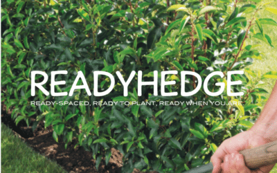 Planting Hedges: Readyhedge’s 4 Easy Steps Guide