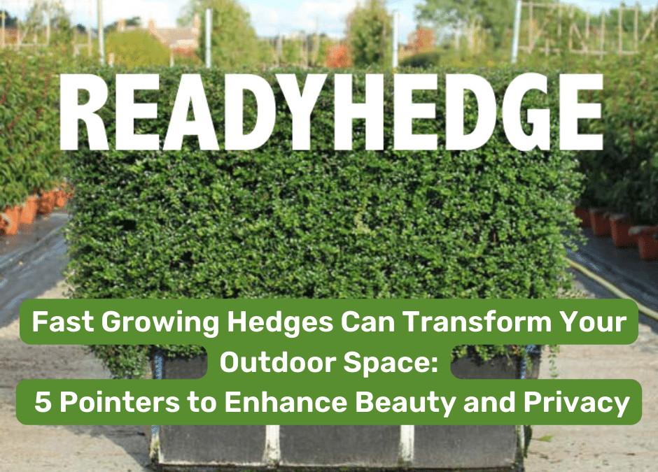 Transform Your Space: 5 Pointers for Fast Growing Hedges