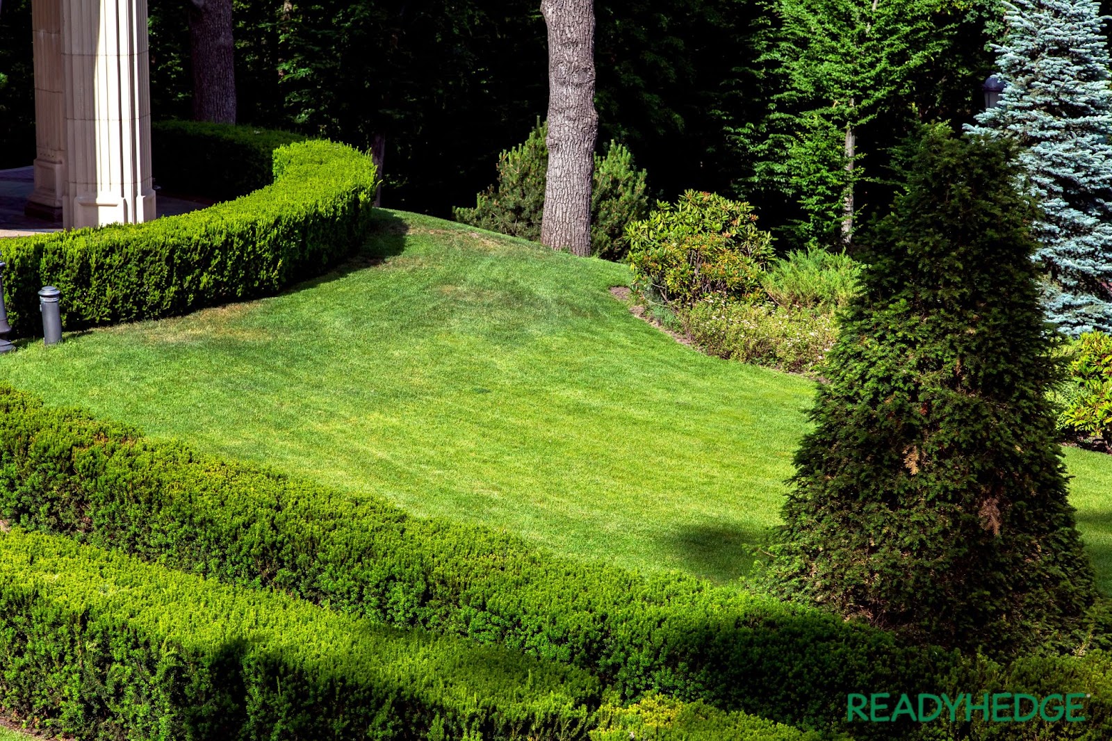  Nurture a Low-maintenance Hedge with Evergreen Shrubs like Boxwood or Yew