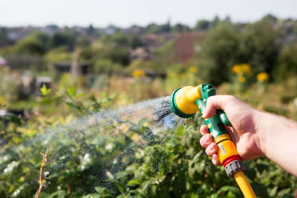 Summer care for hedges Woman,Holding,A,Hosepipe,Spraying,Water,Onto,Crops,To,Water