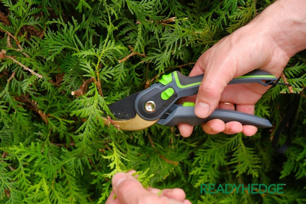 Summer Hedge Trimming Mastery: Nurturing Your Greenery