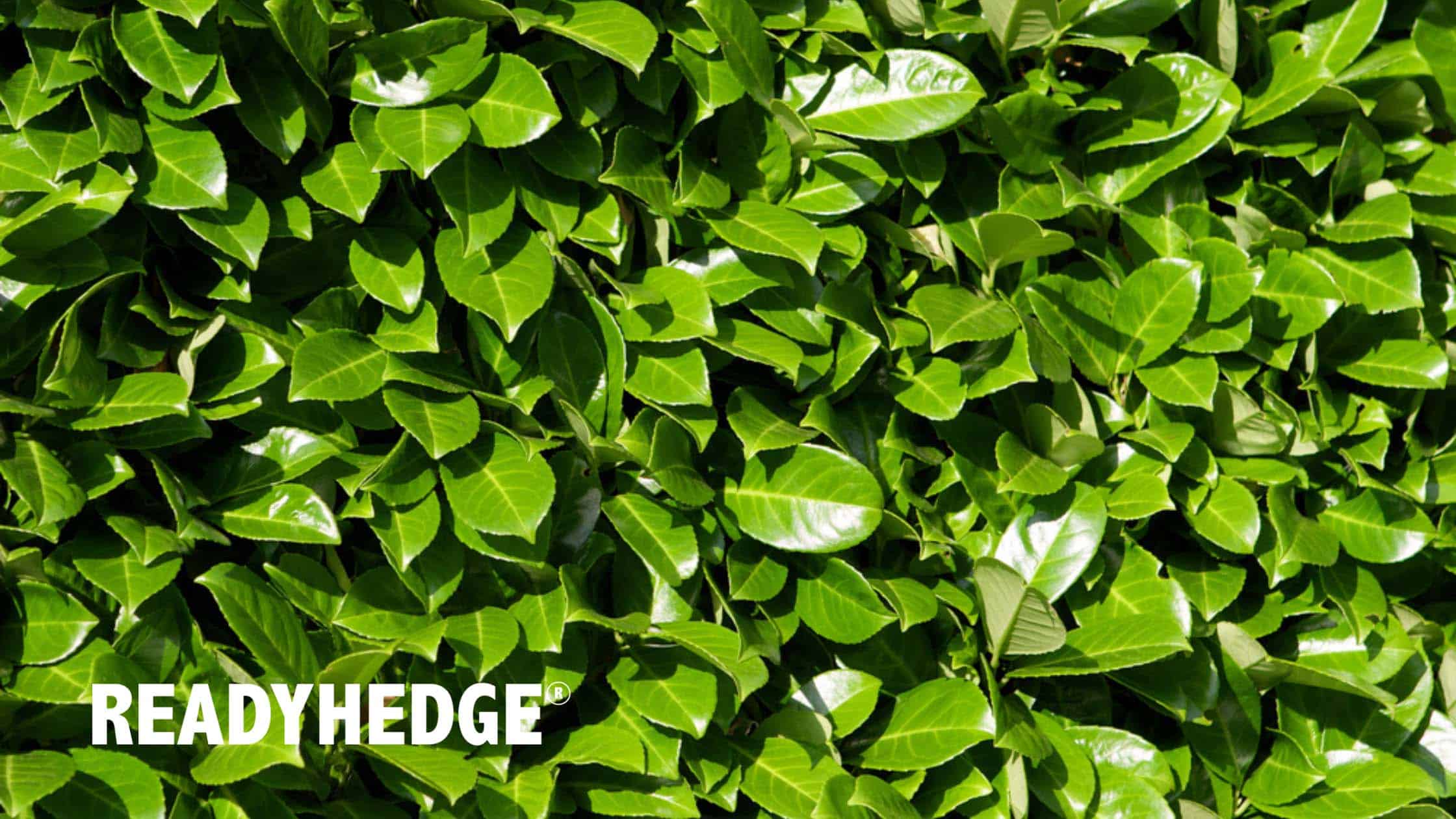 Top 15 Fast Growing Evergreen Hedging Plants in the UK - Readyhe