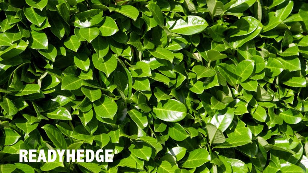 Top 15 Fast Growing Evergreen Hedging Plants in the UK - 1